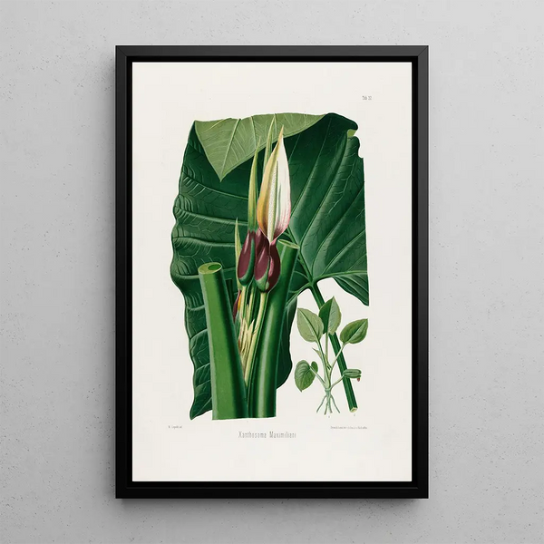Aroideae Maximilianae Pl32 - Heinrich Wilhelm Schott — framed artwork on a wall