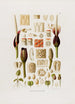 Aroideae Maximilianae Pl33 - Heinrich Wilhelm Schott — artwork view