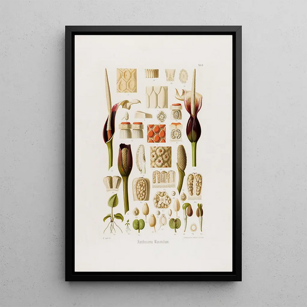 Aroideae Maximilianae Pl33 - Heinrich Wilhelm Schott — framed artwork on a wall