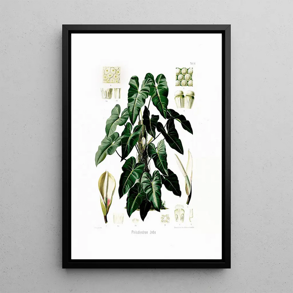 Aroideae Maximilianae Pl34 - Heinrich Wilhelm Schott — framed artwork on a wall