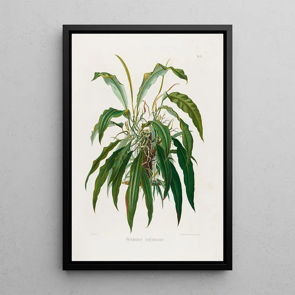 Aroideae Maximilianae Pl35 - Heinrich Wilhelm Schott — framed artwork on a wall