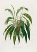 Aroideae Maximilianae Pl35 - Heinrich Wilhelm Schott — vista de la obra