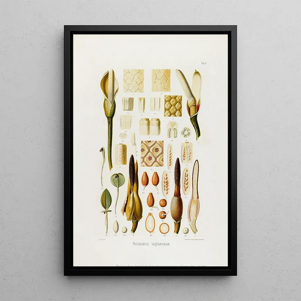 Aroideae Maximilianae Pl36 - Heinrich Wilhelm Schott — framed artwork on a wall