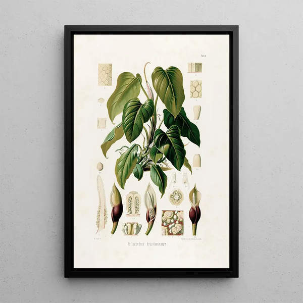 Aroideae Maximilianae Pl37 - Heinrich Wilhelm Schott — framed artwork on a wall