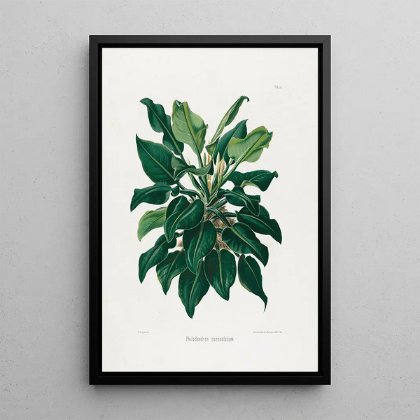 Aroideae Maximilianae Pl38 - Heinrich Wilhelm Schott — framed artwork on a wall