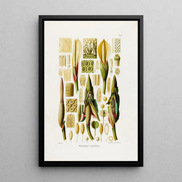 Aroideae Maximilianae Pl39 - Heinrich Wilhelm Schott — framed artwork on a wall