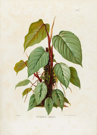 Heinrich Wilhelm Schott - Aroideae Maximilianae Pl40.webp