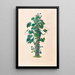 Icones Aroidearum Pl01 - Heinrich Wilhelm Schott — cuadro enmarcado en la pared
