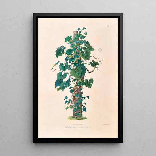 Icones Aroidearum Pl01 - Heinrich Wilhelm Schott — framed artwork on a wall