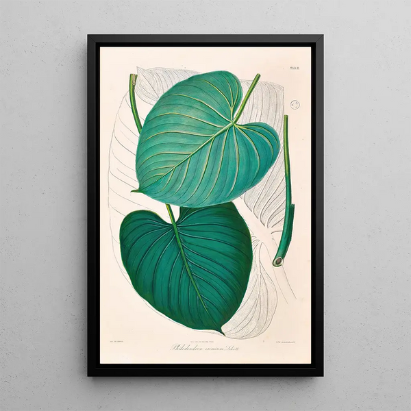 Icones Aroidearum Pl02 - Heinrich Wilhelm Schott — framed artwork on a wall