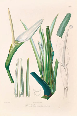 Heinrich Wilhelm Schott - Icones Aroidearum Pl03.webp