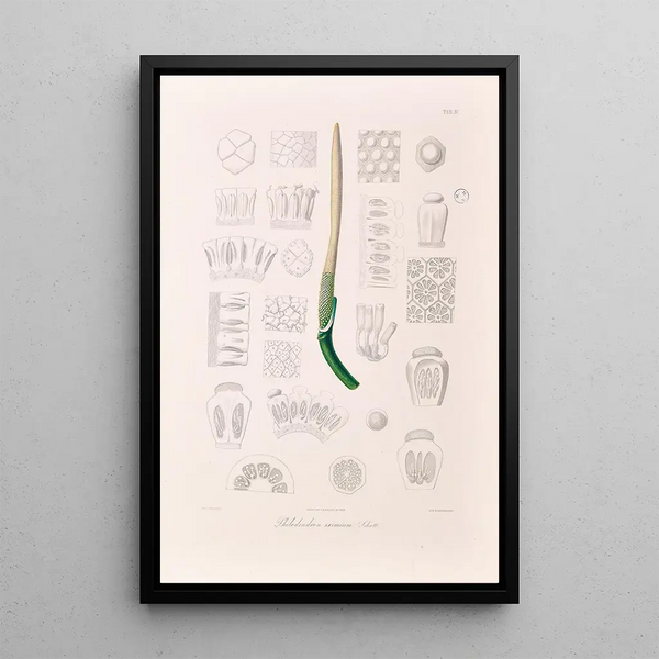 Icones Aroidearum Pl04 - Heinrich Wilhelm Schott — framed artwork on a wall