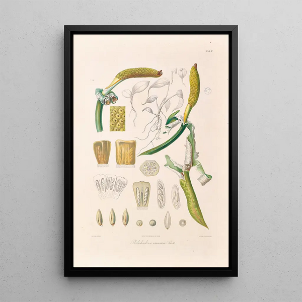 Icones Aroidearum Pl05 - Heinrich Wilhelm Schott — framed artwork on a wall
