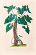 Icones Aroidearum Pl06 - Heinrich Wilhelm Schott — vista de la obra