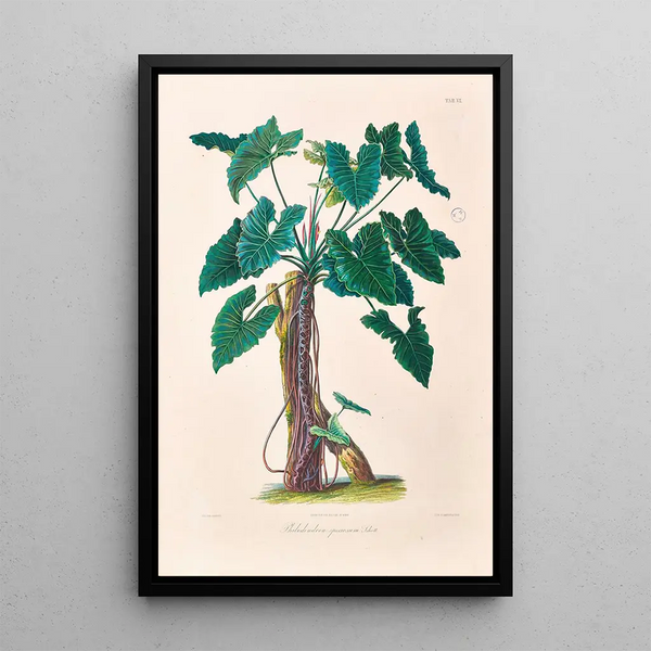Icones Aroidearum Pl06 - Heinrich Wilhelm Schott — framed artwork on a wall