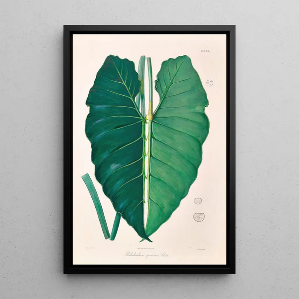 Icones Aroidearum Pl07 - Heinrich Wilhelm Schott — framed artwork on a wall