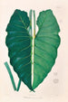Icones Aroidearum Pl07 - Heinrich Wilhelm Schott — vista de la obra