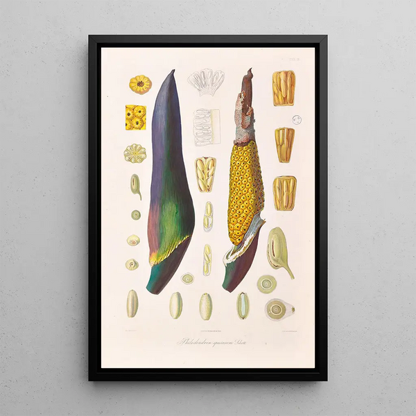 Icones Aroidearum Pl09 - Heinrich Wilhelm Schott — framed artwork on a wall