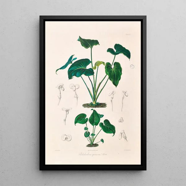 Icones Aroidearum Pl10 - Heinrich Wilhelm Schott — framed artwork on a wall