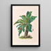 Icones Aroidearum Pl11 - Heinrich Wilhelm Schott — framed artwork on a wall