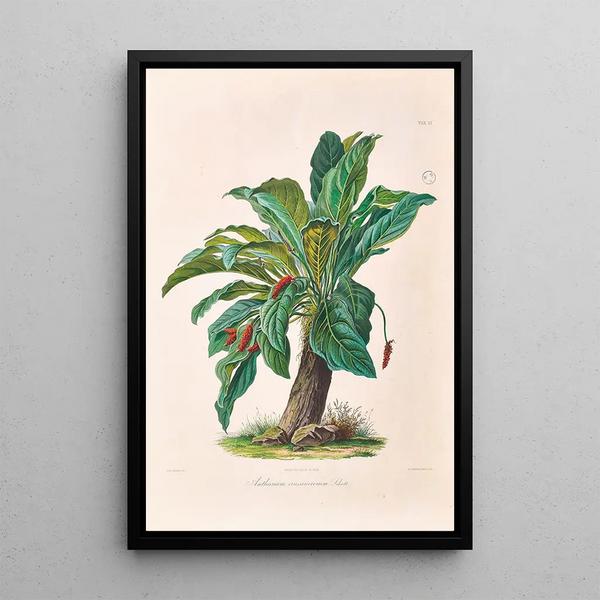 Icones Aroidearum Pl11 - Heinrich Wilhelm Schott — framed artwork on a wall