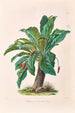 Icones Aroidearum Pl11 - Heinrich Wilhelm Schott — artwork view