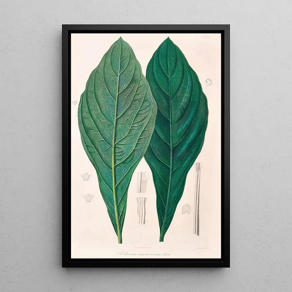 Icones Aroidearum Pl12 - Heinrich Wilhelm Schott — framed artwork on a wall