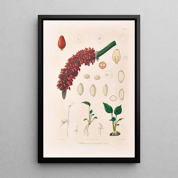 Icones Aroidearum Pl14 - Heinrich Wilhelm Schott — framed artwork on a wall