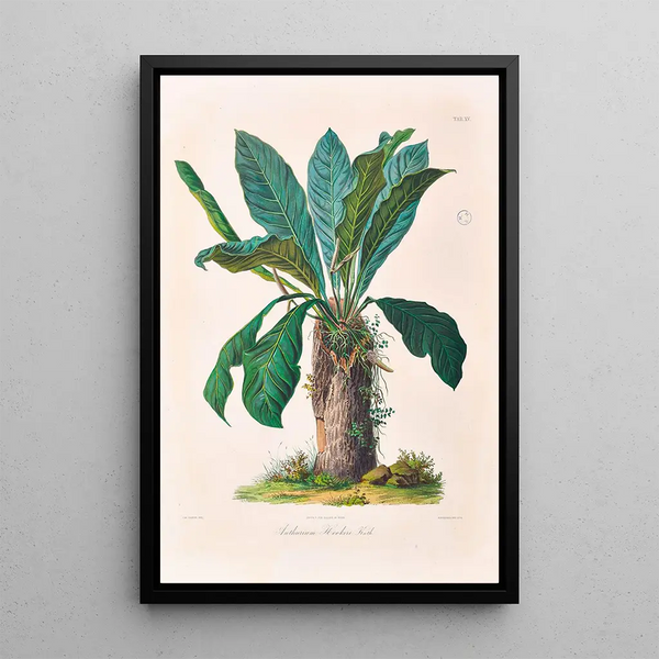 Icones Aroidearum Pl15 - Heinrich Wilhelm Schott — framed artwork on a wall