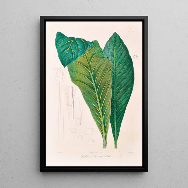 Icones Aroidearum Pl16 - Heinrich Wilhelm Schott — framed artwork on a wall