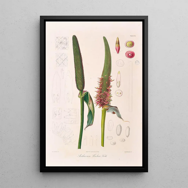 Icones Aroidearum Pl17 - Heinrich Wilhelm Schott — framed artwork on a wall