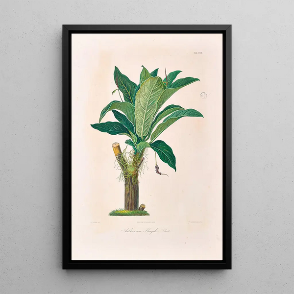 Icones Aroidearum Pl18 - Heinrich Wilhelm Schott — framed artwork on a wall
