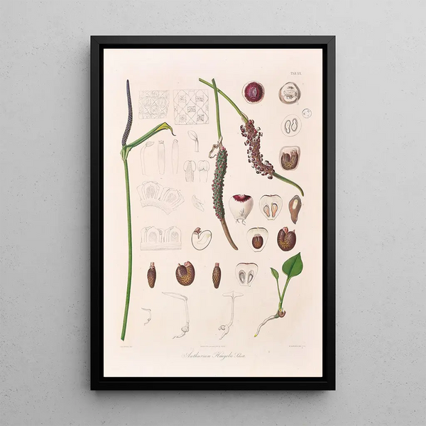 Icones Aroidearum Pl20 - Heinrich Wilhelm Schott — framed artwork on a wall