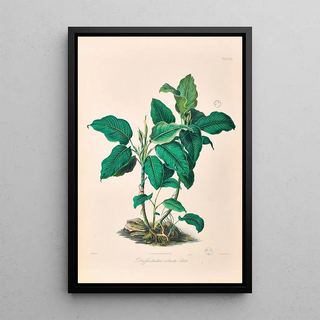 Heinrich Wilhelm Schott - Icones Aroidearum Pl21.webp