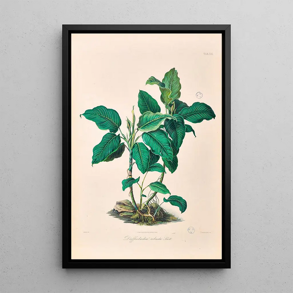 Icones Aroidearum Pl21 - Heinrich Wilhelm Schott — framed artwork on a wall