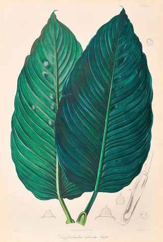 Heinrich Wilhelm Schott - Icones Aroidearum Pl22.webp