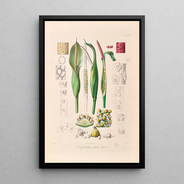 Icones Aroidearum Pl23 - Heinrich Wilhelm Schott — framed artwork on a wall