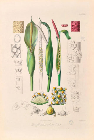 Heinrich Wilhelm Schott - Icones Aroidearum Pl23.webp