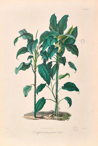 Heinrich Wilhelm Schott - Icones Aroidearum Pl24.webp