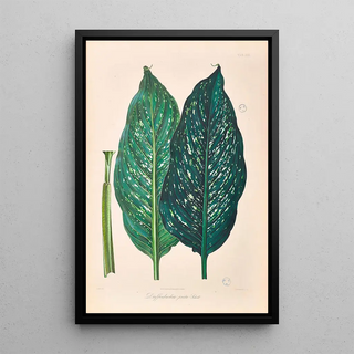 Heinrich Wilhelm Schott - Icones Aroidearum Pl25.webp