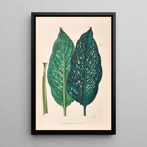 Icones Aroidearum Pl25 - Heinrich Wilhelm Schott — framed artwork on a wall