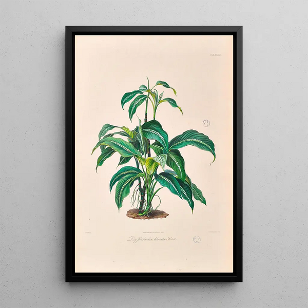 Icones Aroidearum Pl28 - Heinrich Wilhelm Schott — framed artwork on a wall