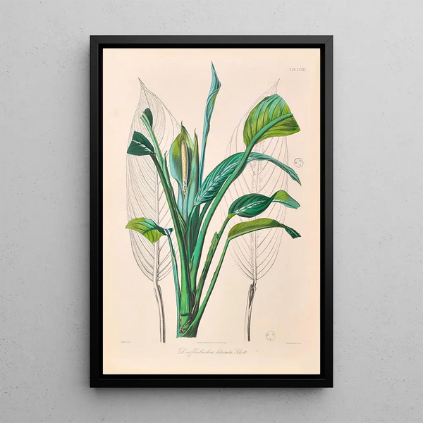 Icones Aroidearum Pl29 - Heinrich Wilhelm Schott — framed artwork on a wall