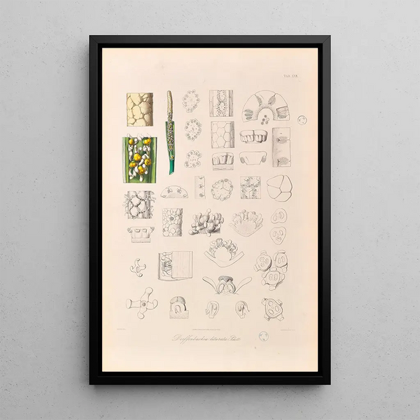 Icones Aroidearum Pl30 - Heinrich Wilhelm Schott — framed artwork on a wall