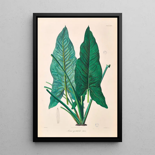Icones Aroidearum Pl31 - Heinrich Wilhelm Schott — framed artwork on a wall