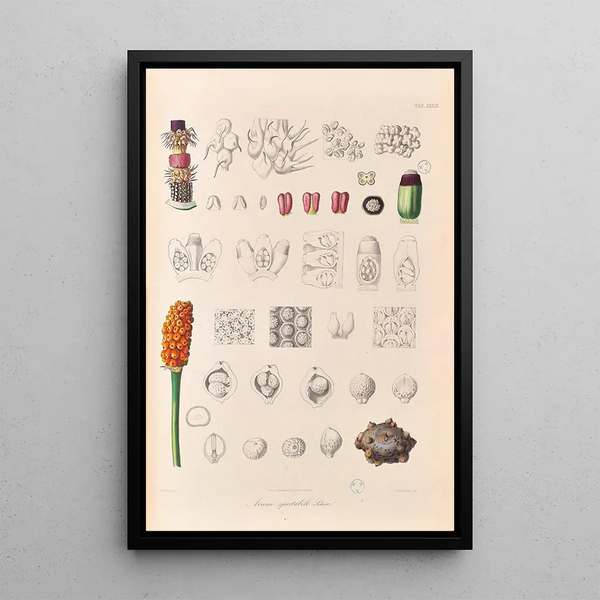 Icones Aroidearum Pl33 - Heinrich Wilhelm Schott — framed artwork on a wall
