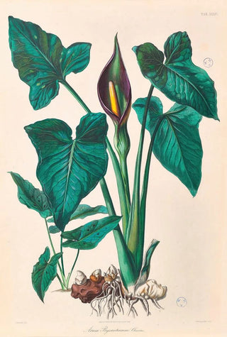 Heinrich Wilhelm Schott - Icones Aroidearum Pl34.webp