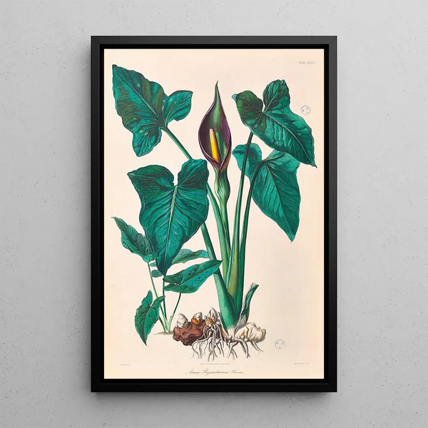 Icones Aroidearum Pl34 - Heinrich Wilhelm Schott — framed artwork on a wall