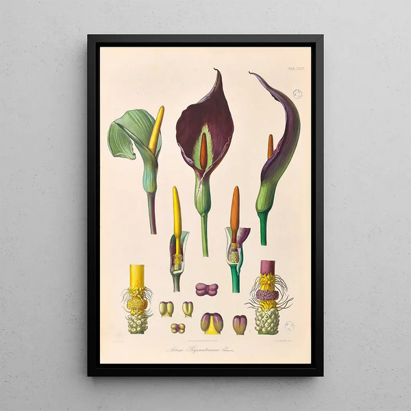 Icones Aroidearum Pl35 - Heinrich Wilhelm Schott — framed artwork on a wall