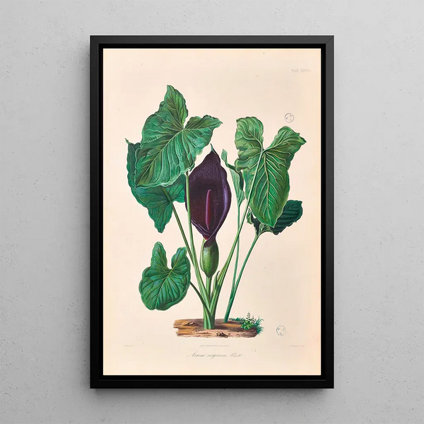 Icones Aroidearum Pl37 - Heinrich Wilhelm Schott — framed artwork on a wall
